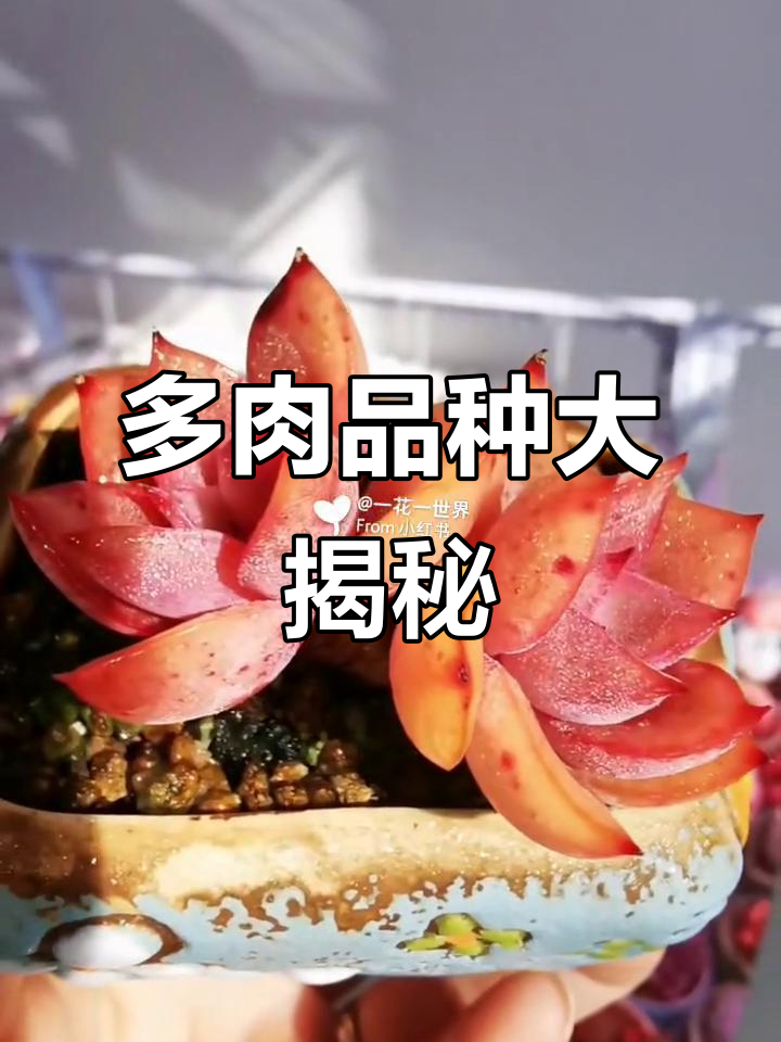 了解多肉植物品种,轻松认识常见类型