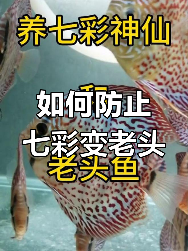 七彩神仙鱼如何避免变成“老头”?三大特征告诉你原因