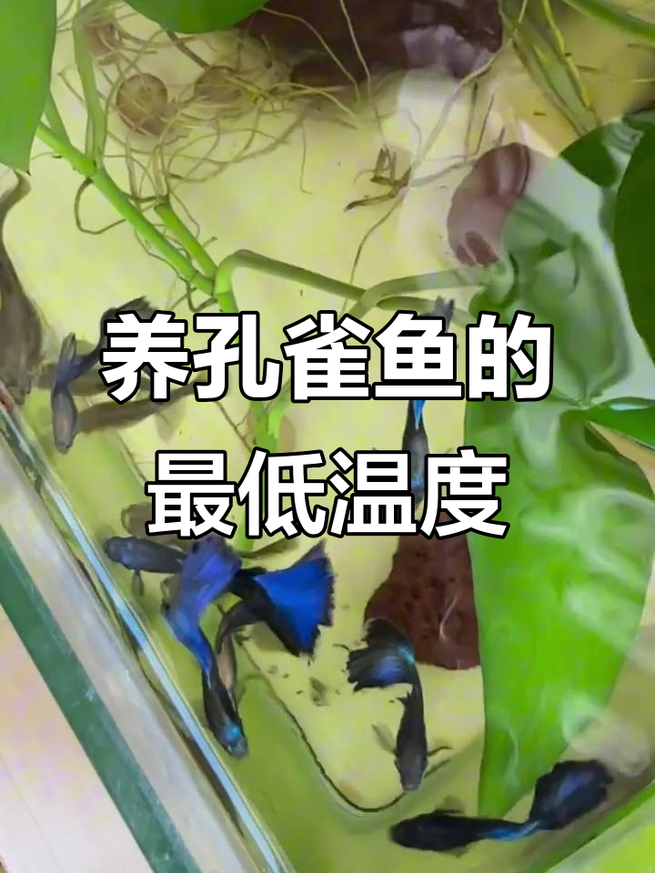冬季养孔雀鱼水温如何调节？加热棒必备指南