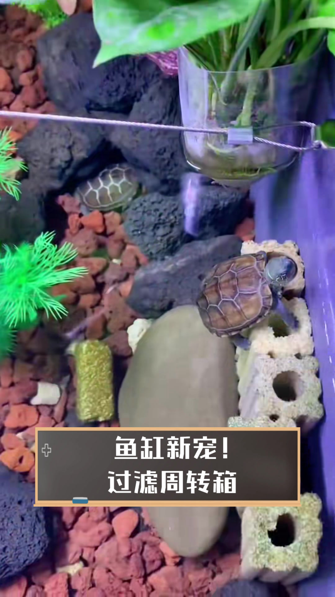 鱼缸新宠!过滤周转箱