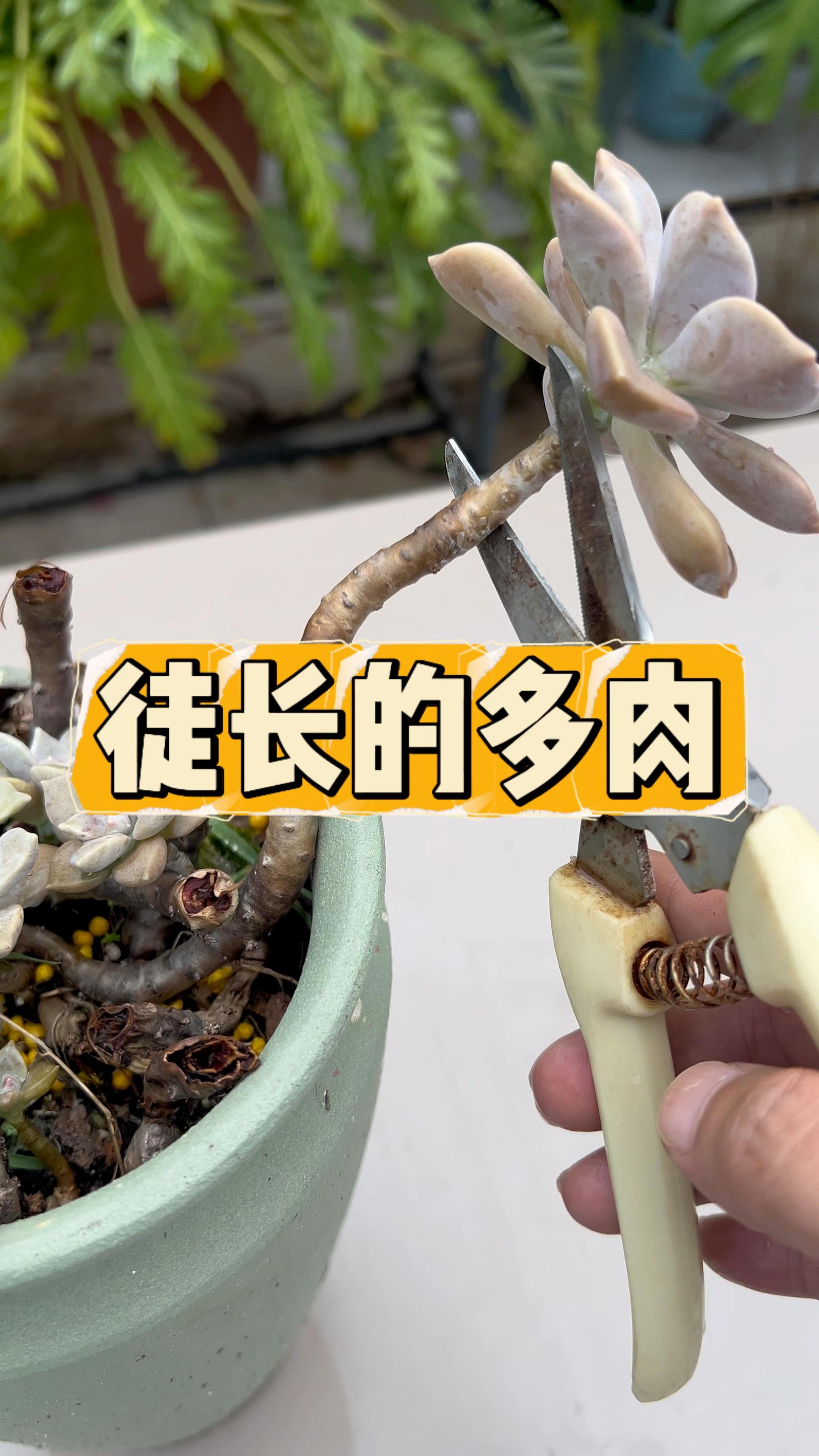 多肉徒长成这样，你就从这里剪掉它