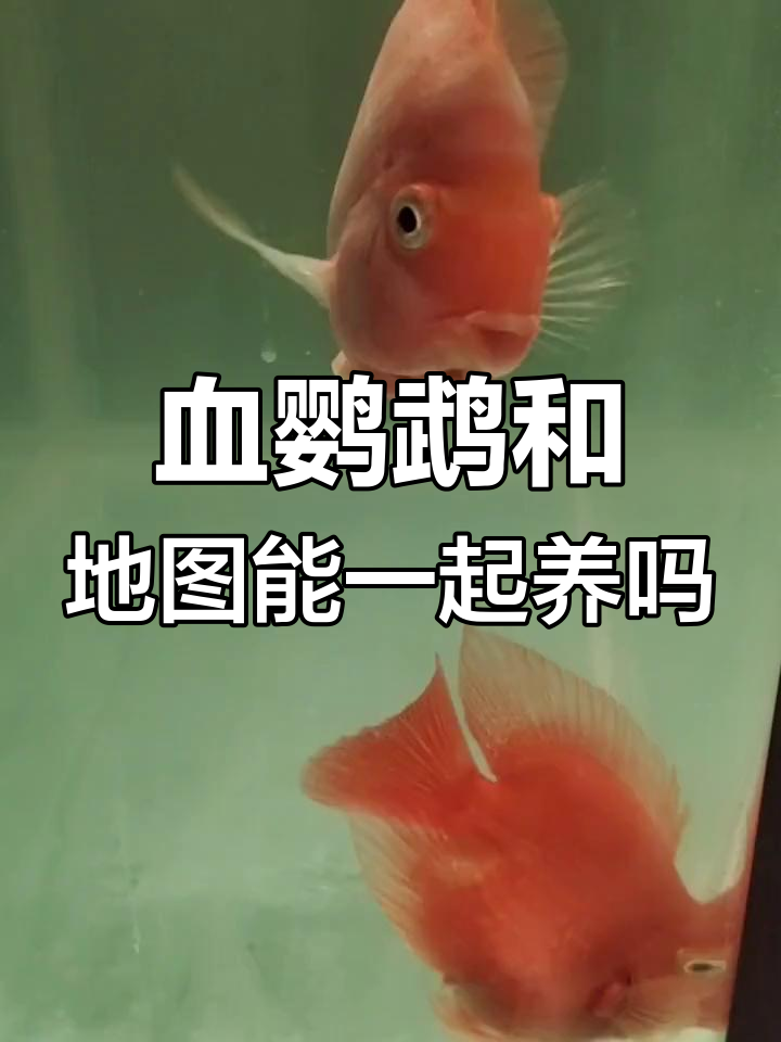 血鹦鹉与地图鱼混养问题,如何解决咬伤?