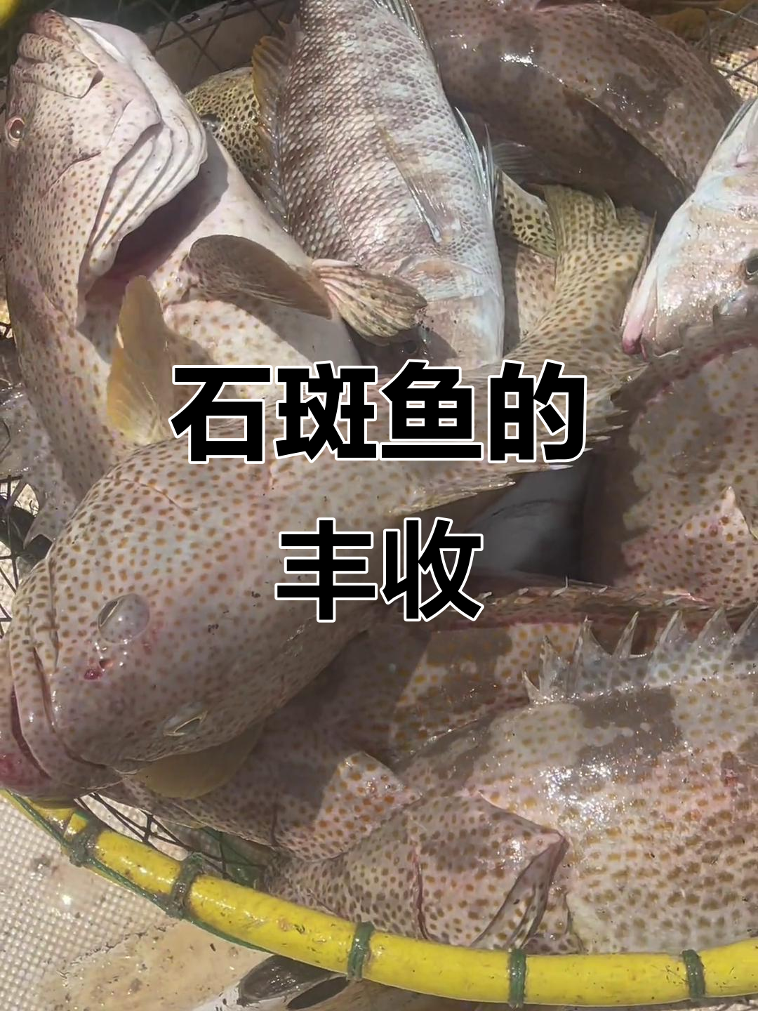 地笼捕获满满石斑鱼,名贵海鲜令人惊叹!