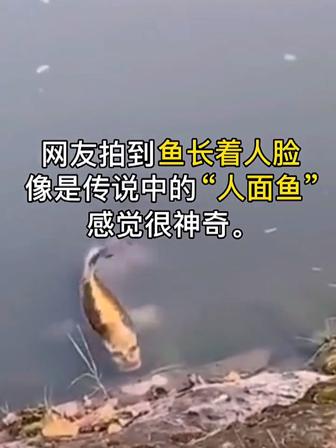 长人脸的鱼