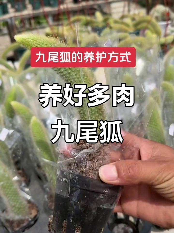 九尾狐多肉植物养护全攻略,轻松掌握开花技巧