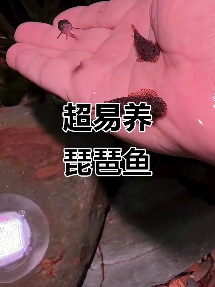 琵琶鱼：超好养的国产清道夫，让你的鱼缸焕然一新