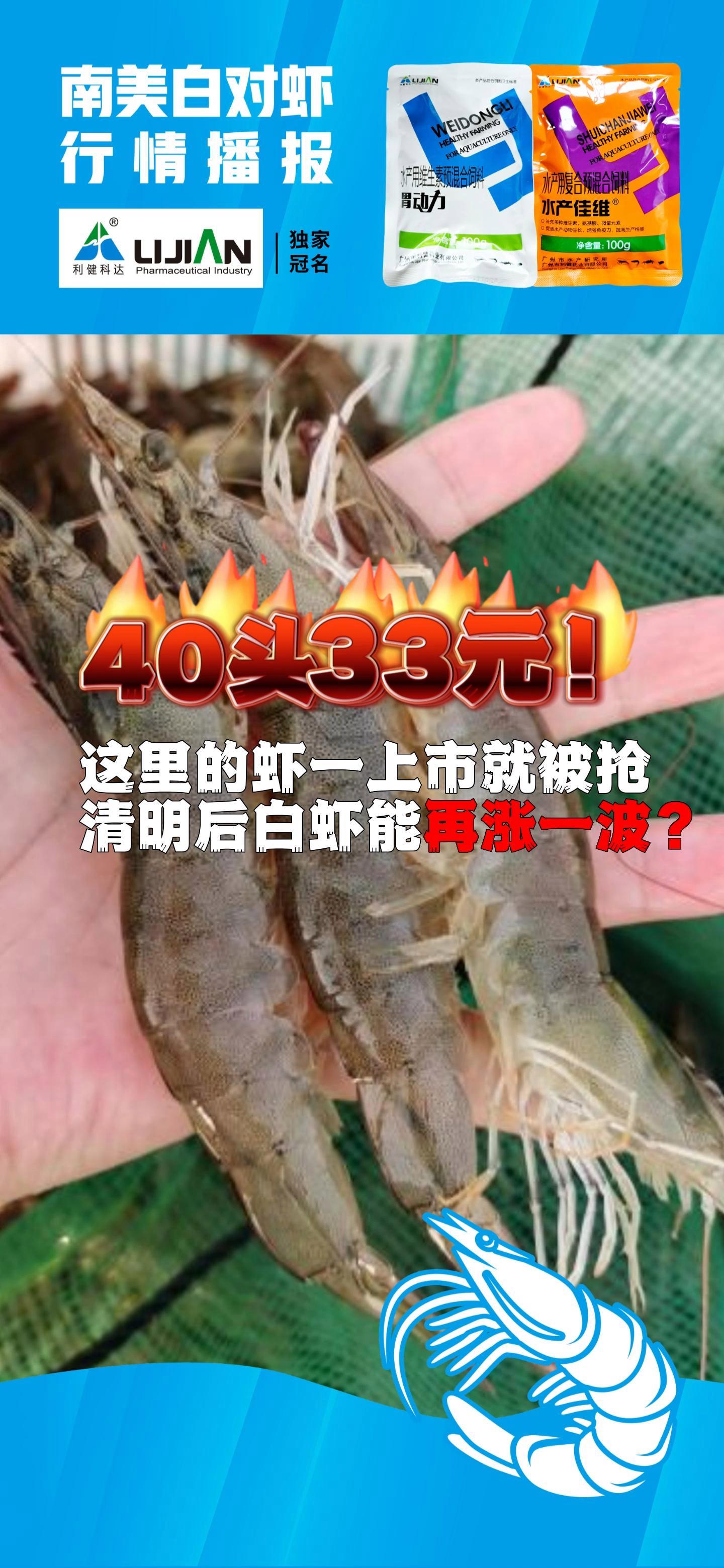 40头33元!这里的虾一上市就被抢,清明后白虾能再涨一波?南美白对虾养殖 水产