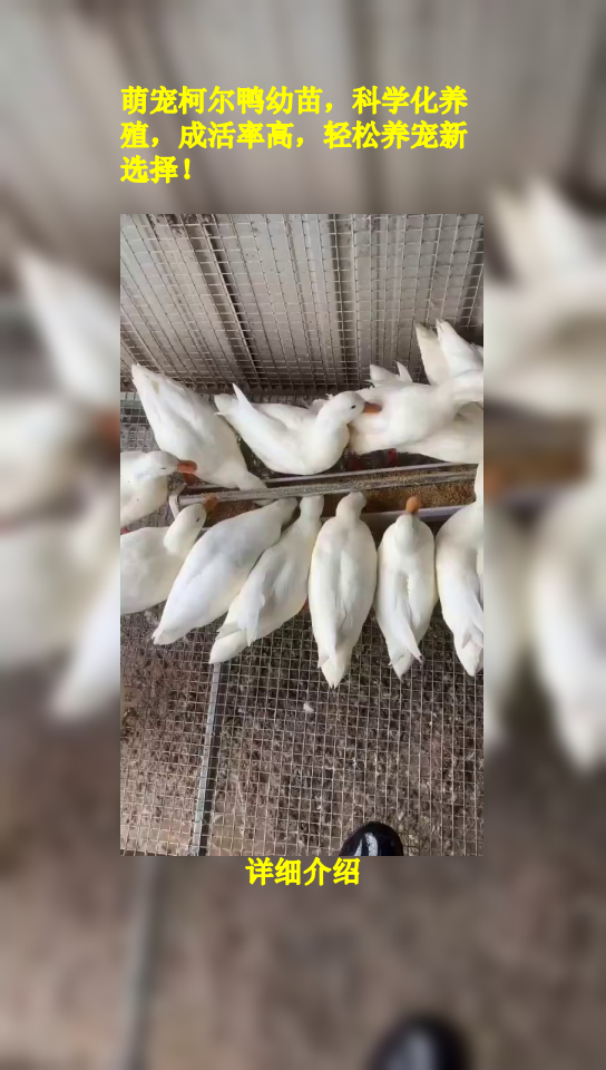 萌宠柯尔鸭幼苗，科学化养殖，成活率高，轻松养宠新选择！