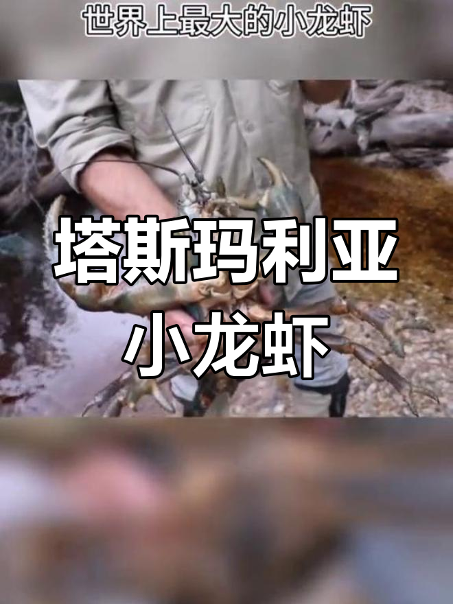 塔斯马尼亚小龙虾:巨型淡水龙虾的神秘栖息地与捕食习惯