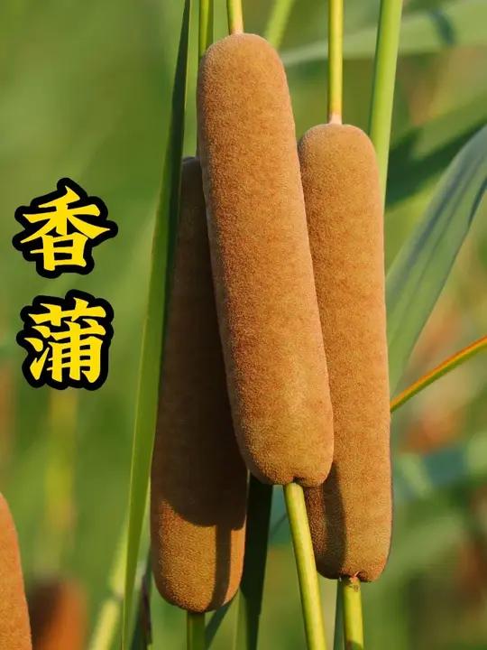 这个肉嘟嘟的植物经常生长在水边，长得像野生火腿肠，它就是香蒲！