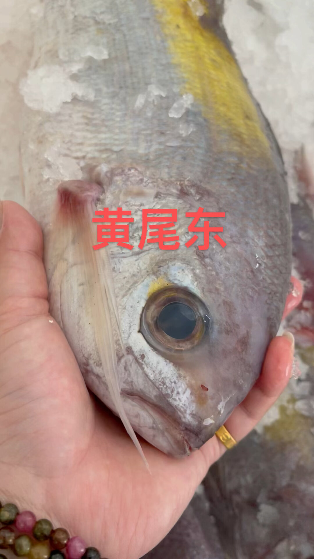 黄尾鱼属于鲴鱼,是细鳞斜颌鲴、黄尾密鲴、圆