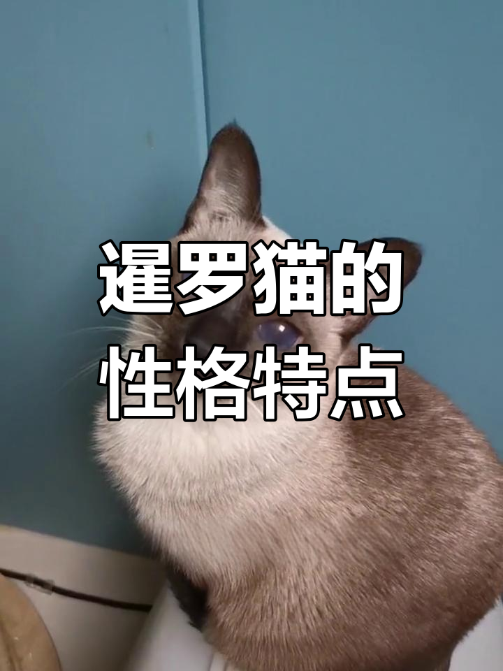 暹罗猫的优缺点分析