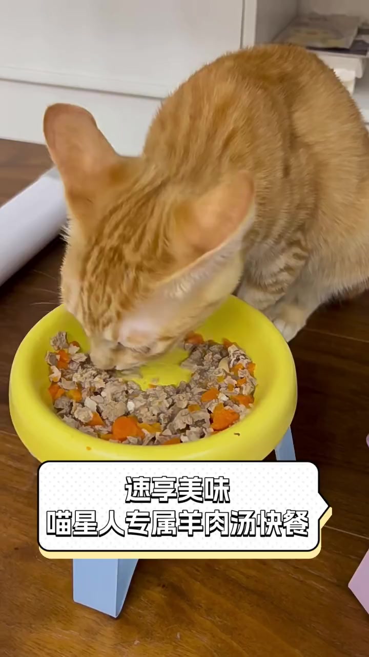 速享美味,喵星人专属羊肉汤快餐
