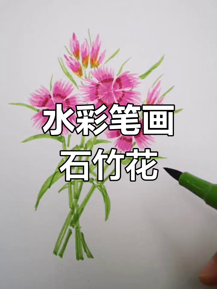 用水彩笔轻松画出石竹花,步骤简单又有趣