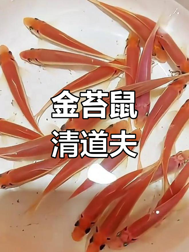 鱼缸清洁神器金苔鼠,轻松去除藻类与食物残渣