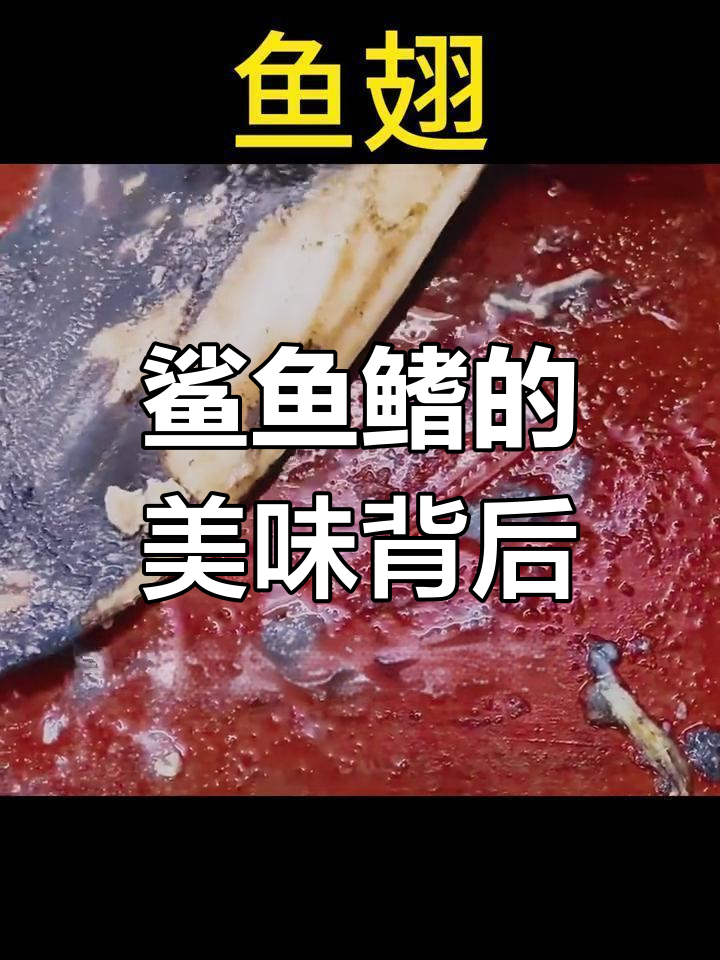 鱼翅的由来与争议