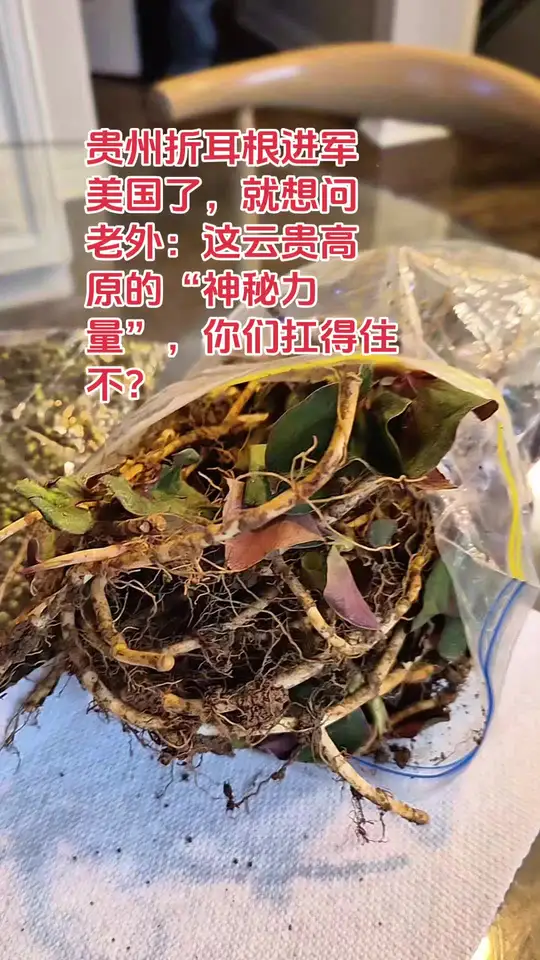 贵州折耳根赴美