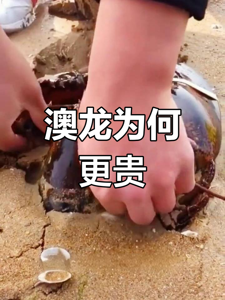 澳龙比波士顿龙虾更值钱,为什么总盯着大龙虾不放?