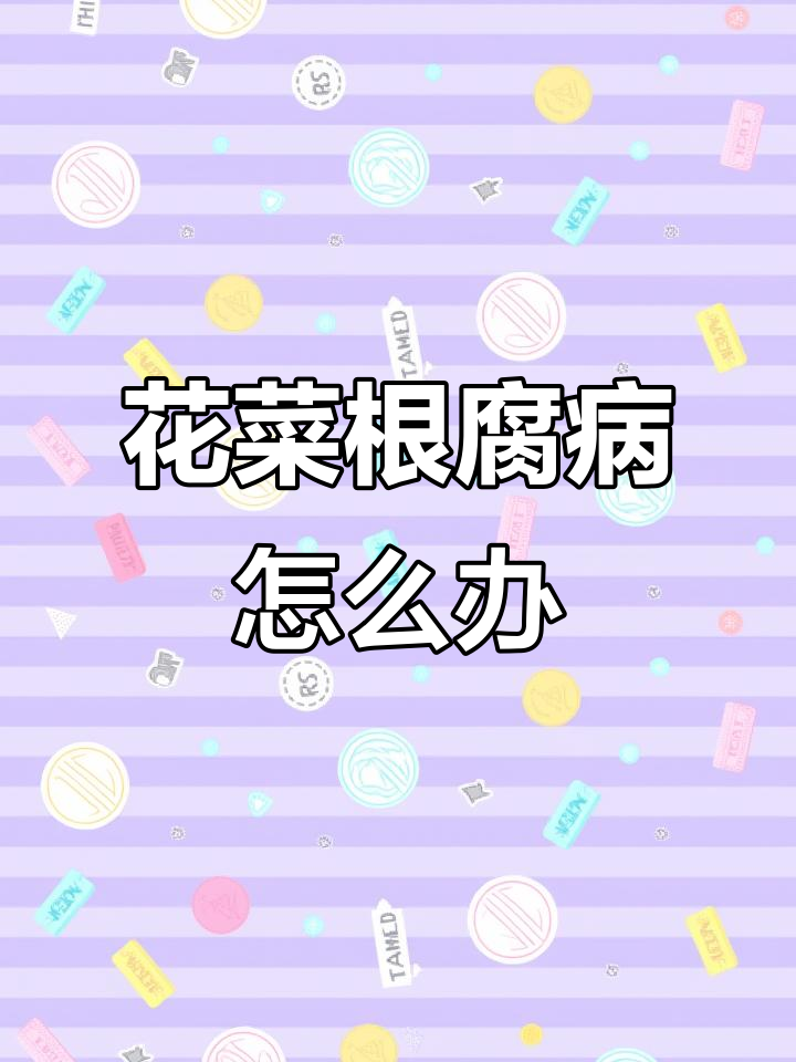 花菜秧根部腐烂,如何防治病害?