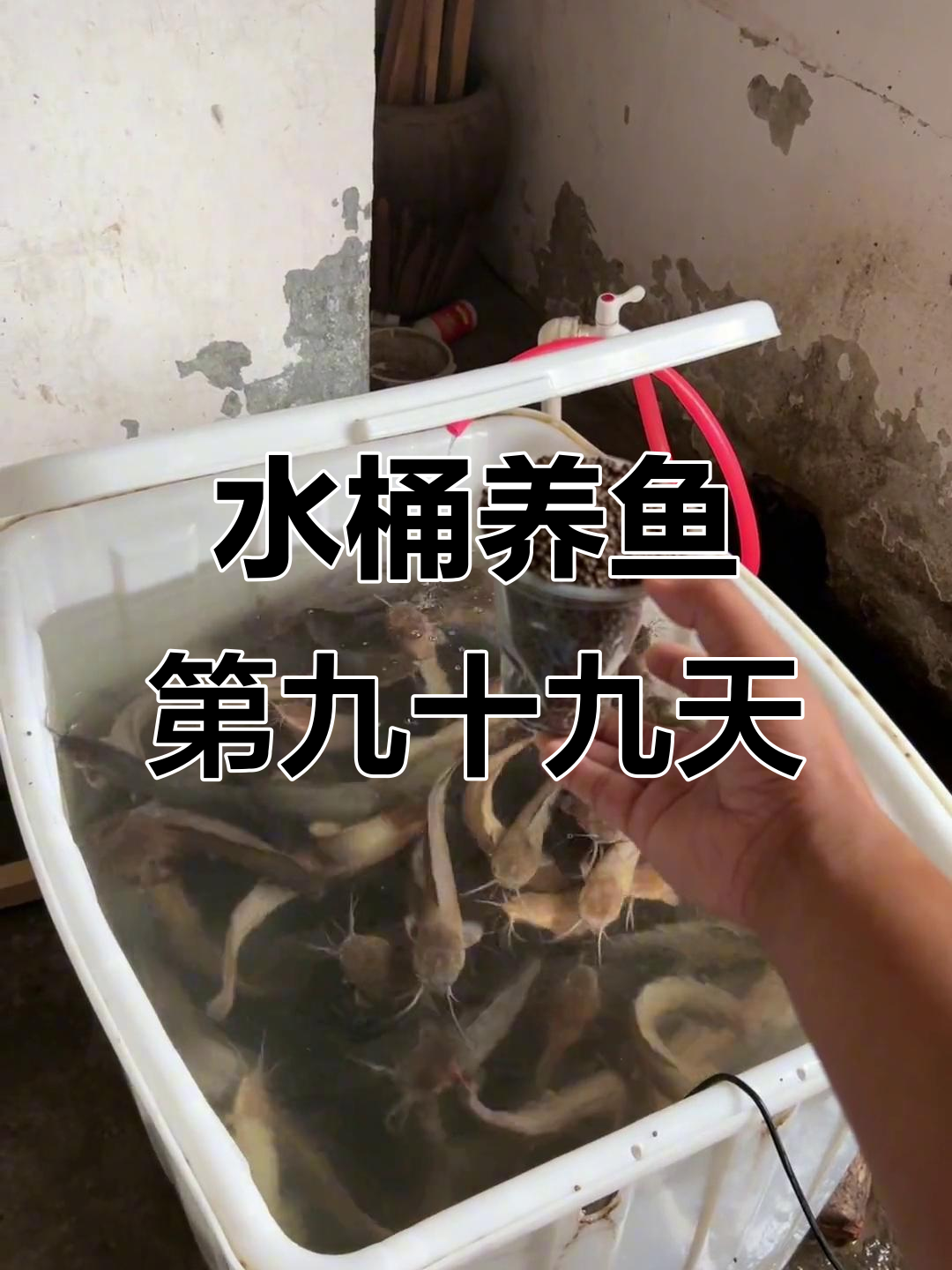 水桶养鱼挑战第99天，高密度养殖塘角鱼的极限考验