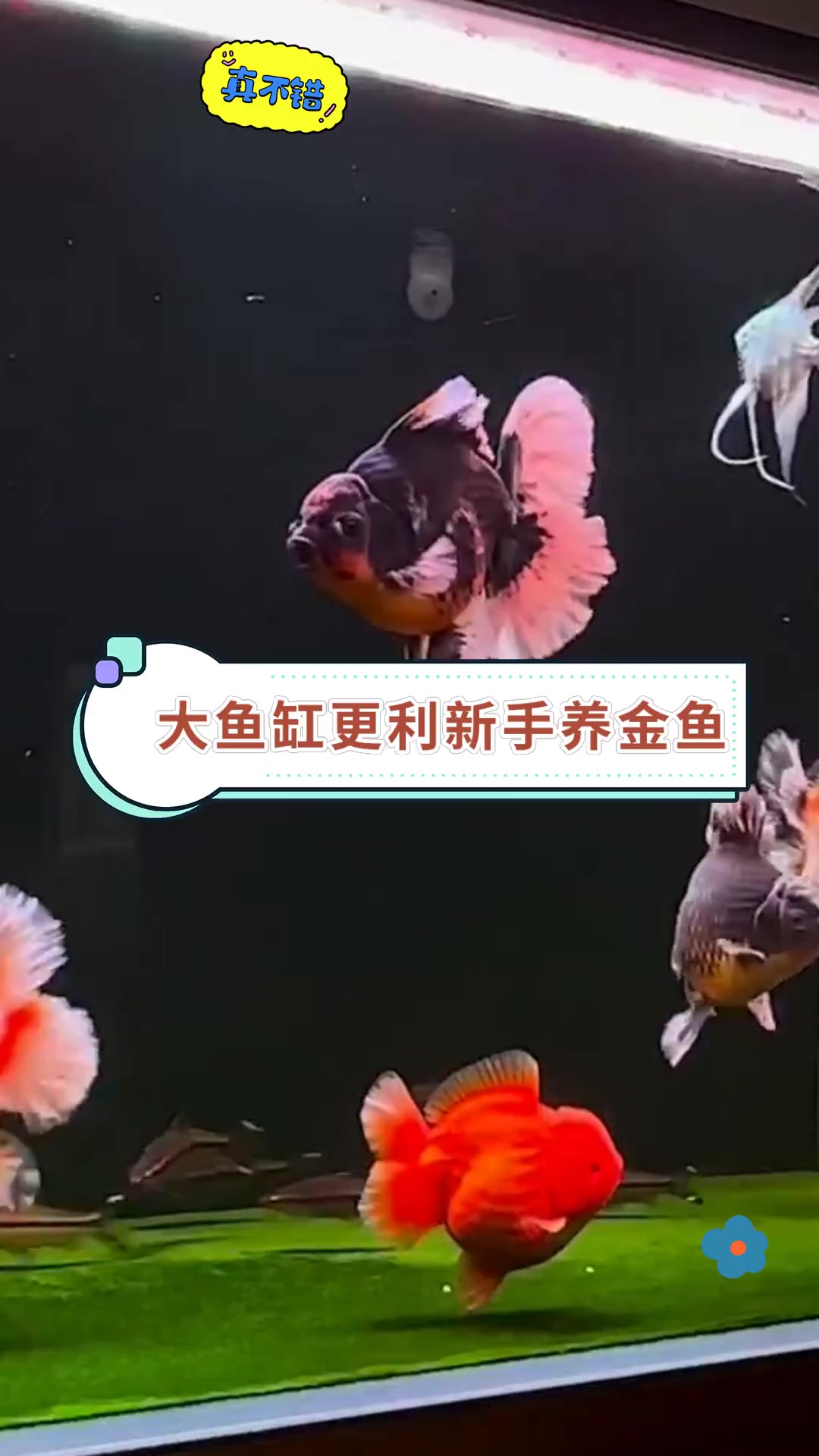 大鱼缸更利新手养金鱼