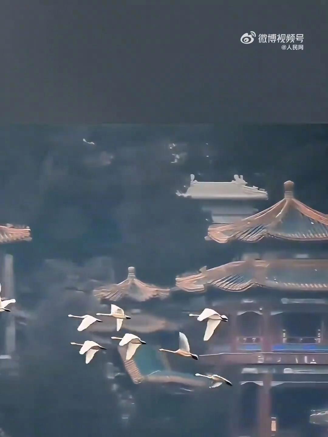 “活”的工笔画!白天鹅与颐和园佛香阁同框意境拉满 近日,北京颐和园,摄影师拍下白天鹅与佛香