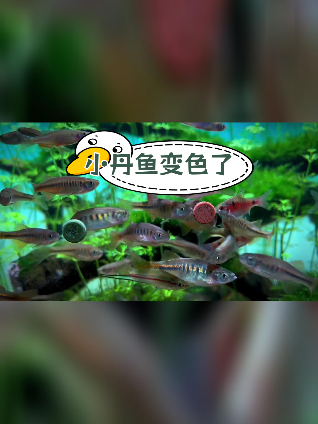 小丹鱼开始发色,惊喜连连