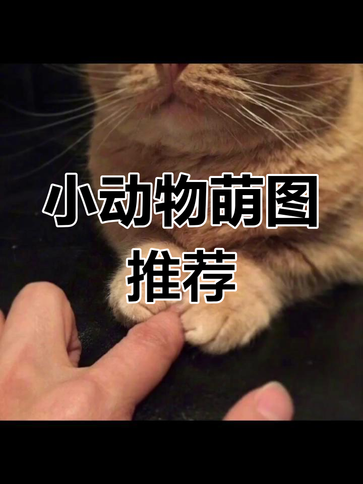 可爱小动物头像大集合