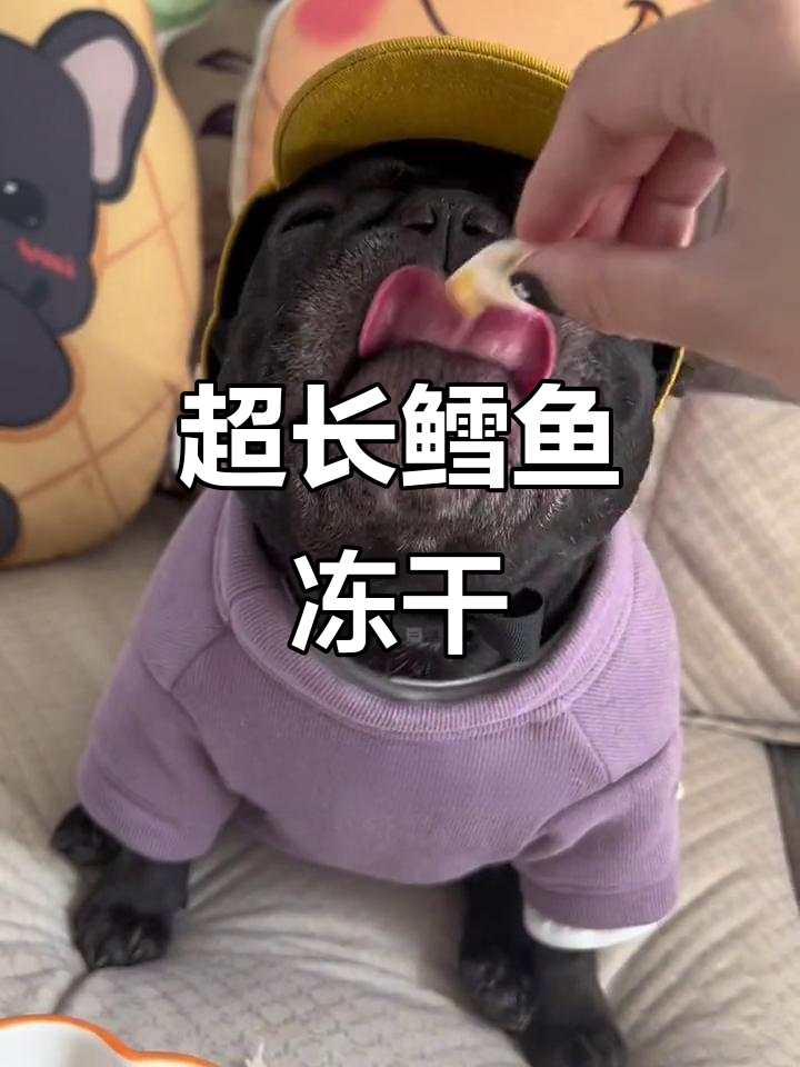 鳕鱼冻干比狗腿还长,小辣椒吃得超开心