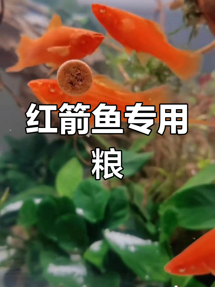 高鳍红箭鱼专用饲料,增色促生长