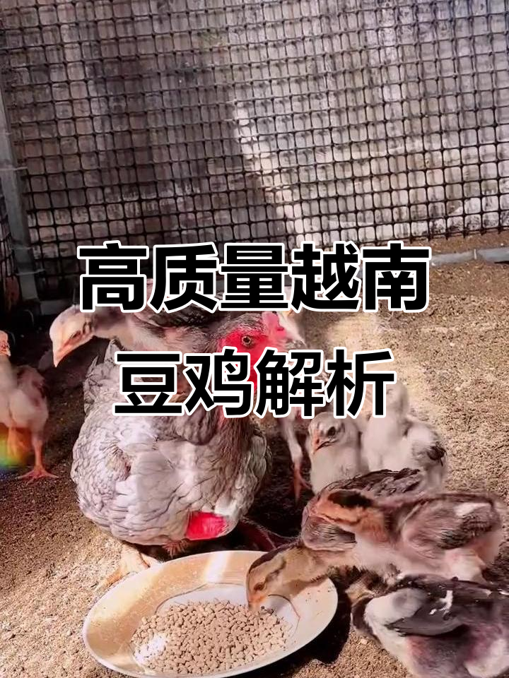 越南斗鸡品质大揭秘:高端与低端差距分析
