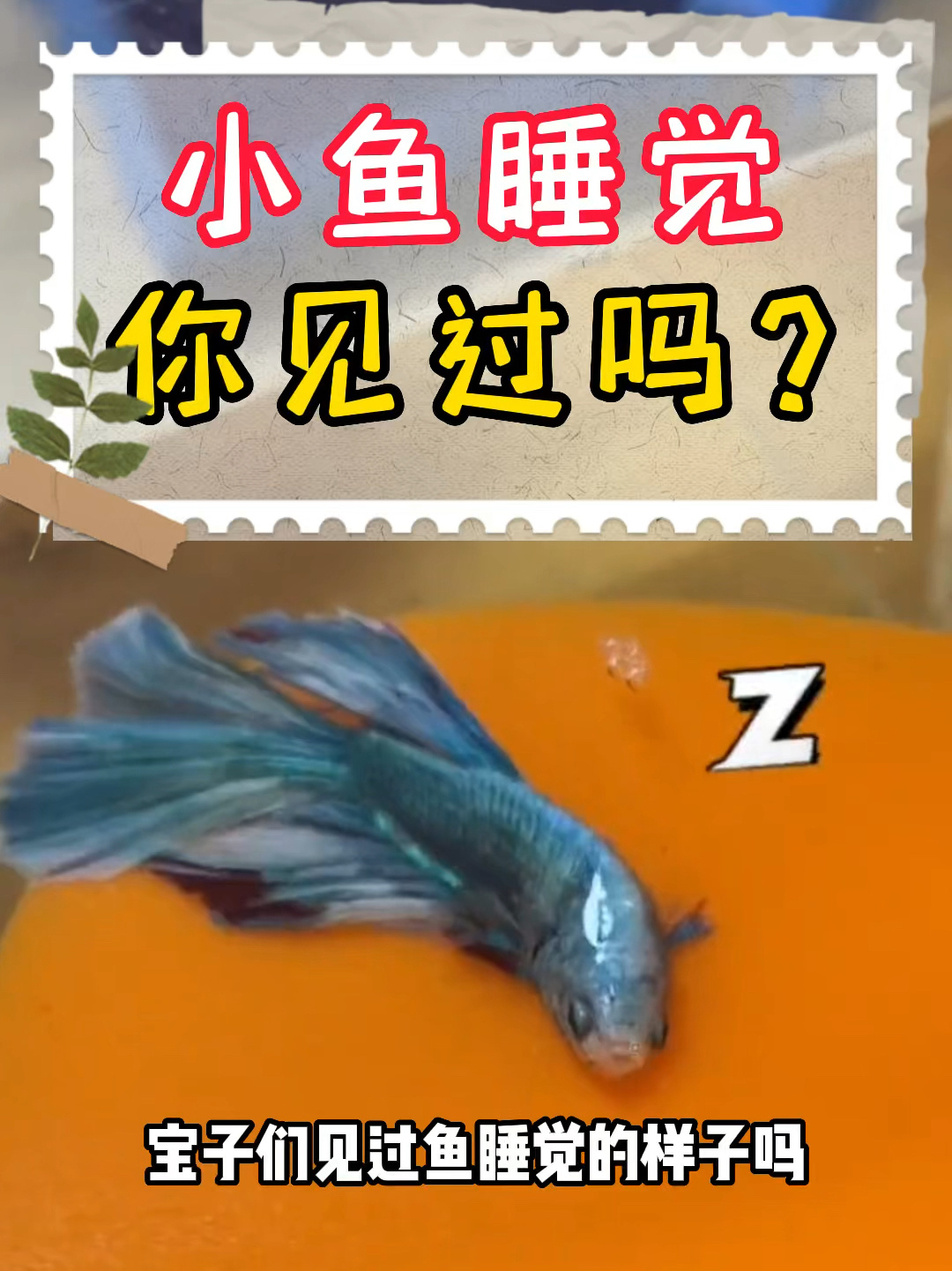 鱼睡觉啥样!?