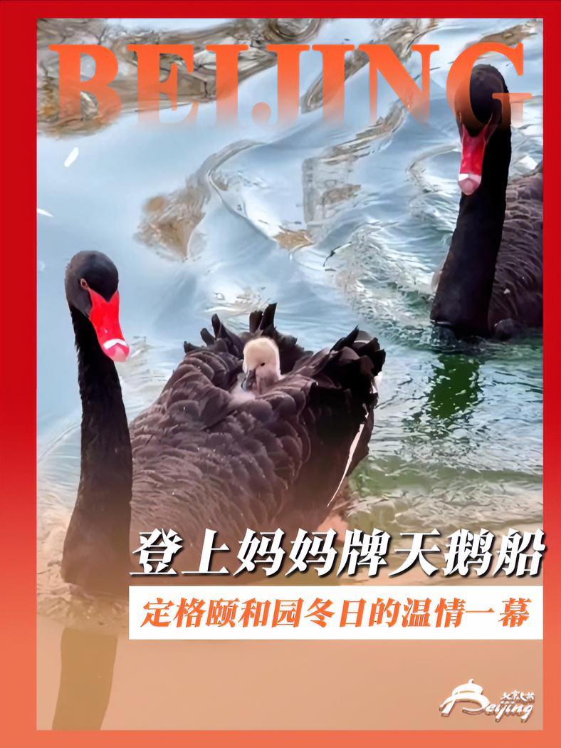 “丑小鸭”登上妈妈牌天鹅船,妈妈掌舵,爸爸护航。摄影爱好者定格颐和园冬日的温情一幕,你有被