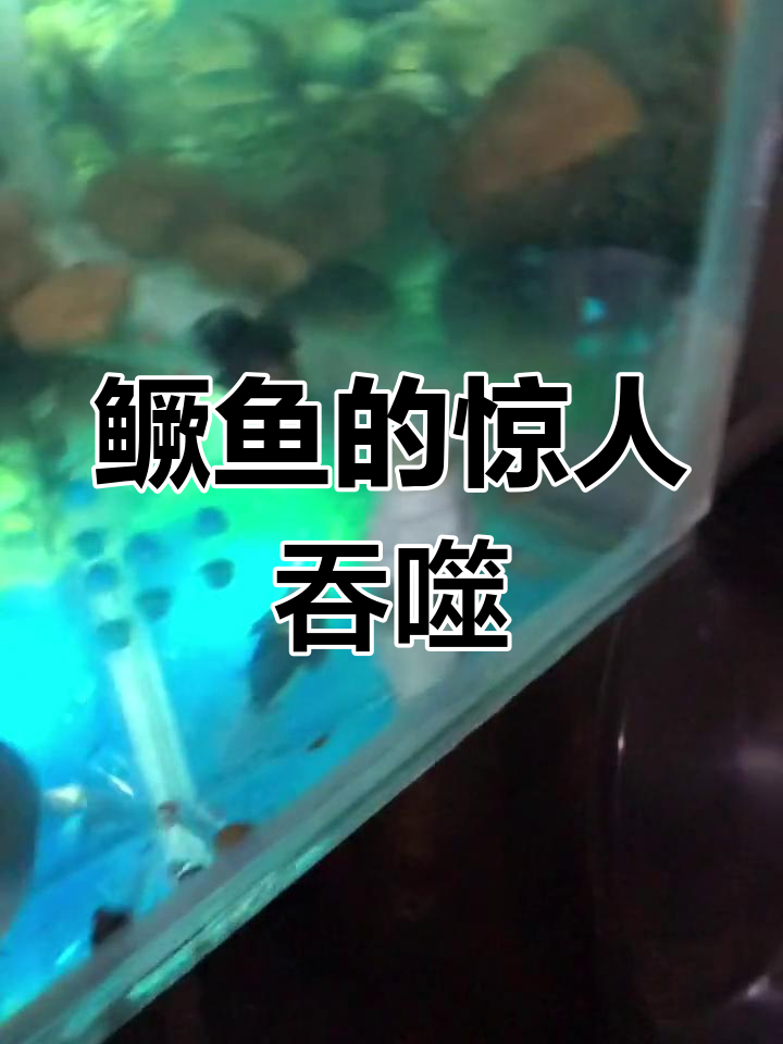 鳜鱼竟吞下比自己还大的石斑,6厘米的差距令人惊讶!