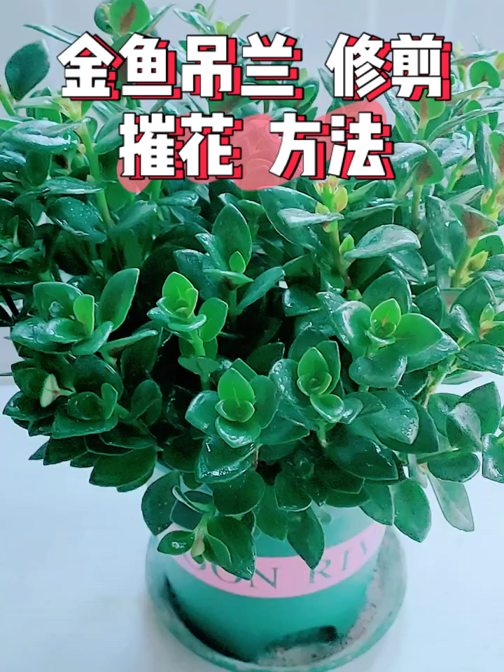 金鱼吊兰修剪摧花方法