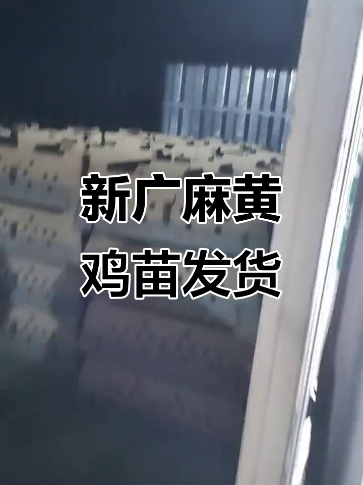 6千只新广麻黄鸡苗装车发货,助力乡村振兴