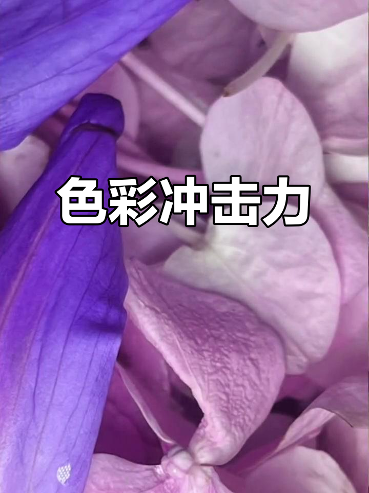 平凡食材也能焕发惊艳色彩,快来做壁纸吧!