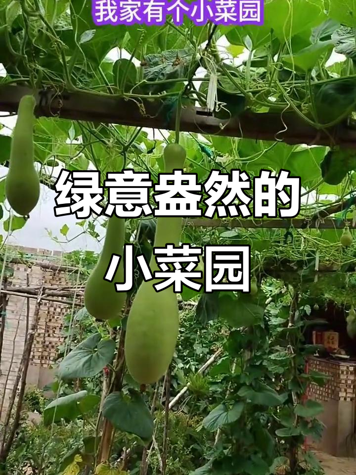 自家菜园，绿色无公害，夕阳下尽享田园乐趣