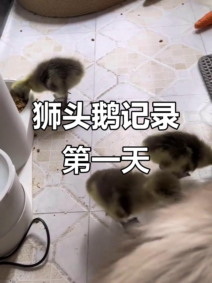 狮头鹅到家第一天,阳台暂住两天看看能否顺利长大