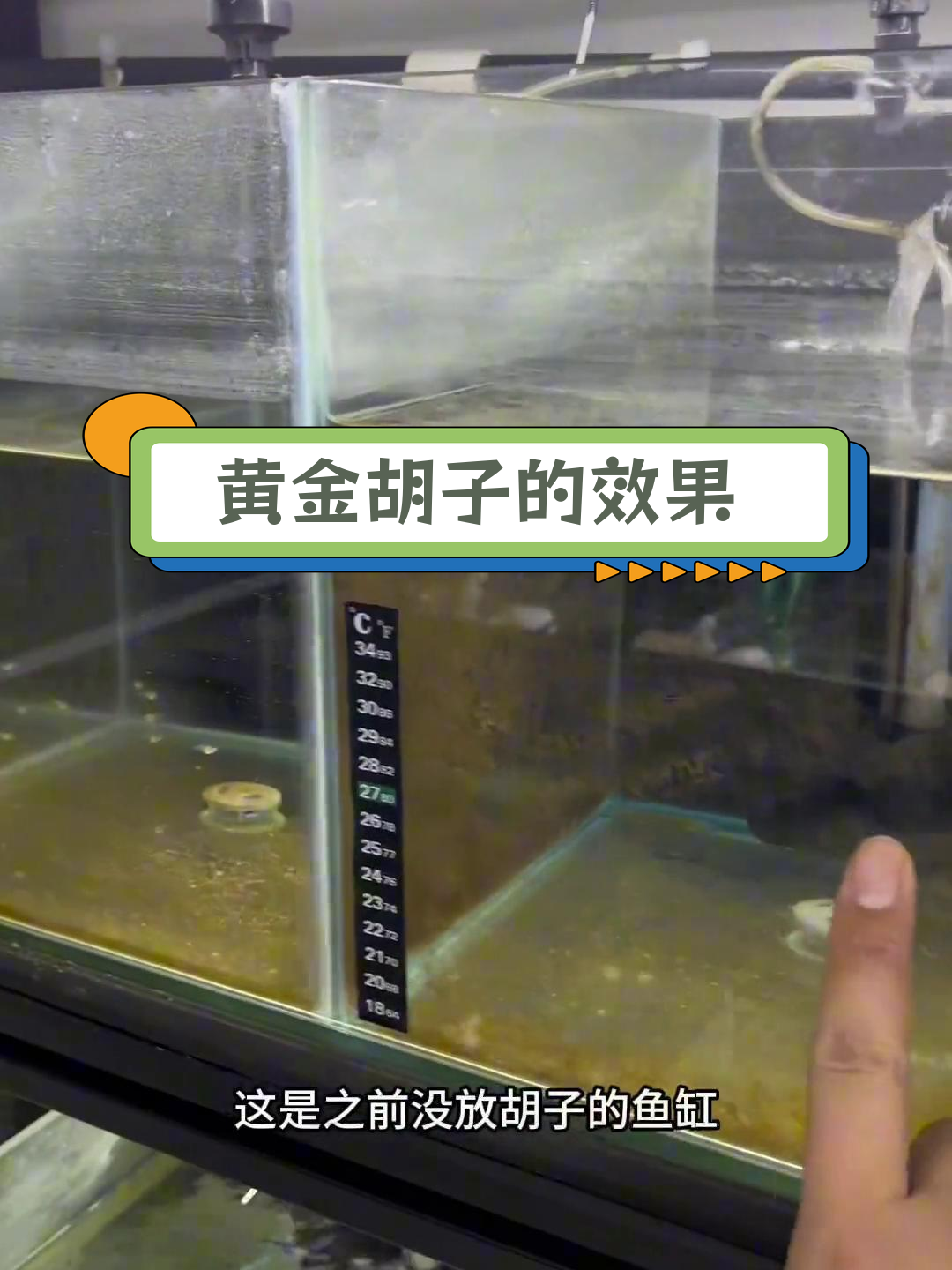 黄金胡子鱼:孔雀鱼的完美搭档