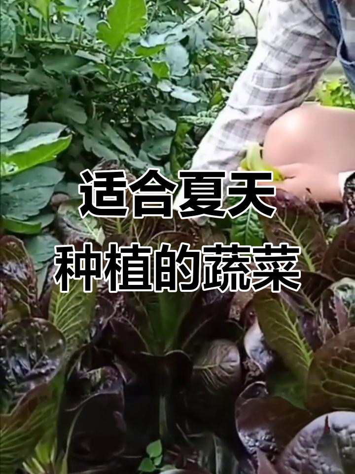 夏季高温也能种的蔬菜,推荐五种耐热品种