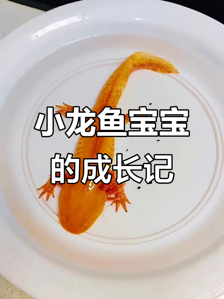 鱼妈妈产卵后,小龙鱼的宝宝们终于有了新家!
