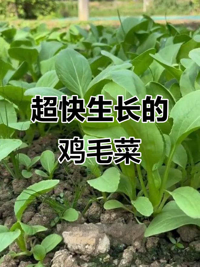 速生鸡毛菜,种植简单又美味,适合懒人和新手