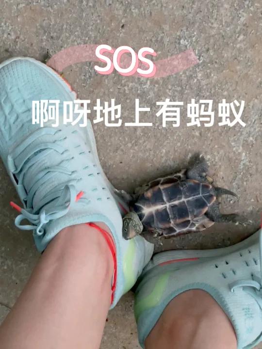 小乌龟遛弯vlog|一边发脾气一边要离家出走