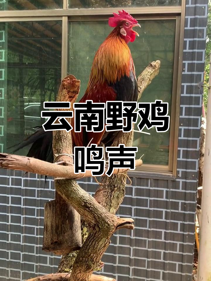 云南野鸡的独特叫声