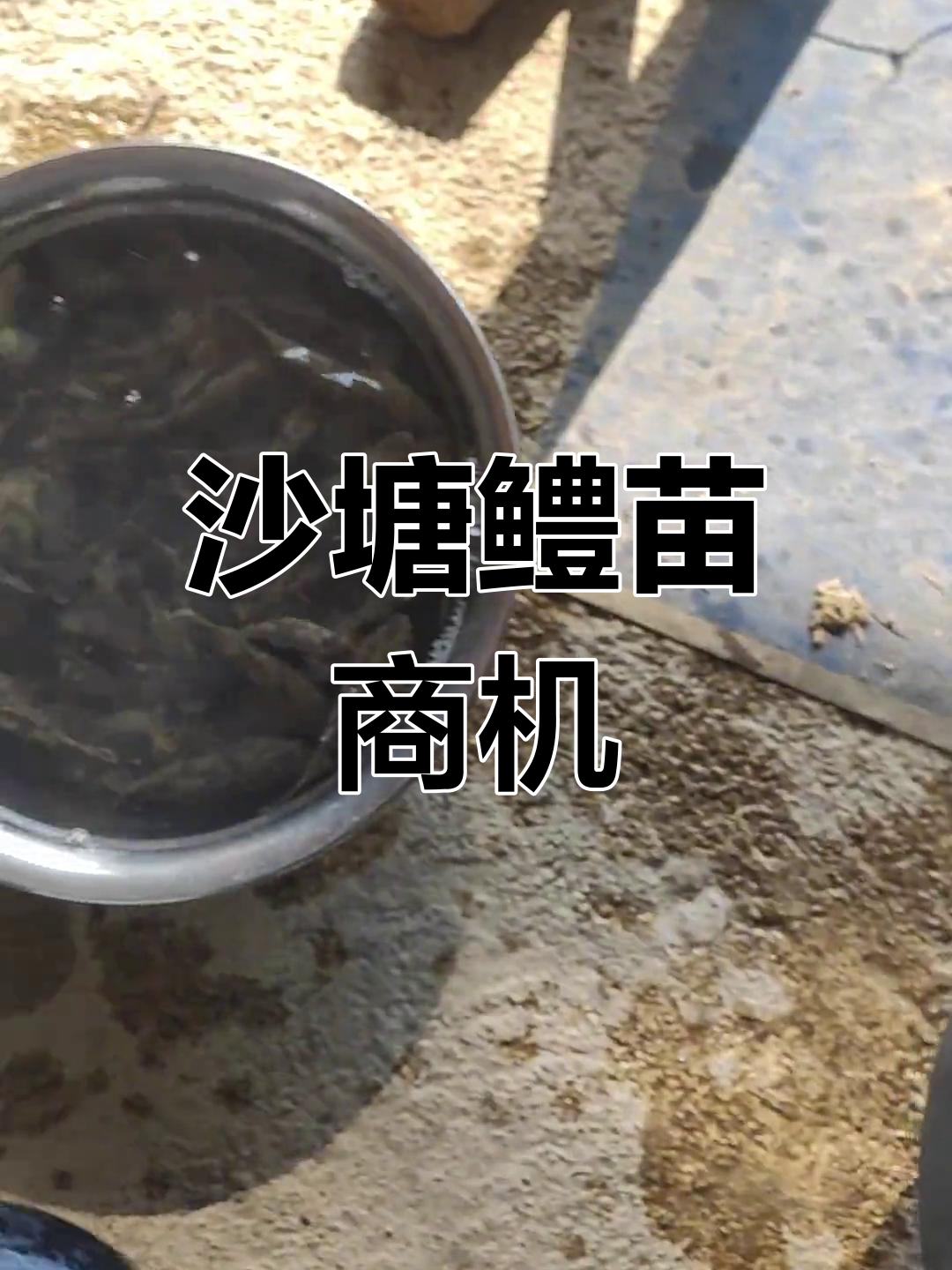 沙塘鳢苗现少量,年底可达二三两,明年有望卖高价