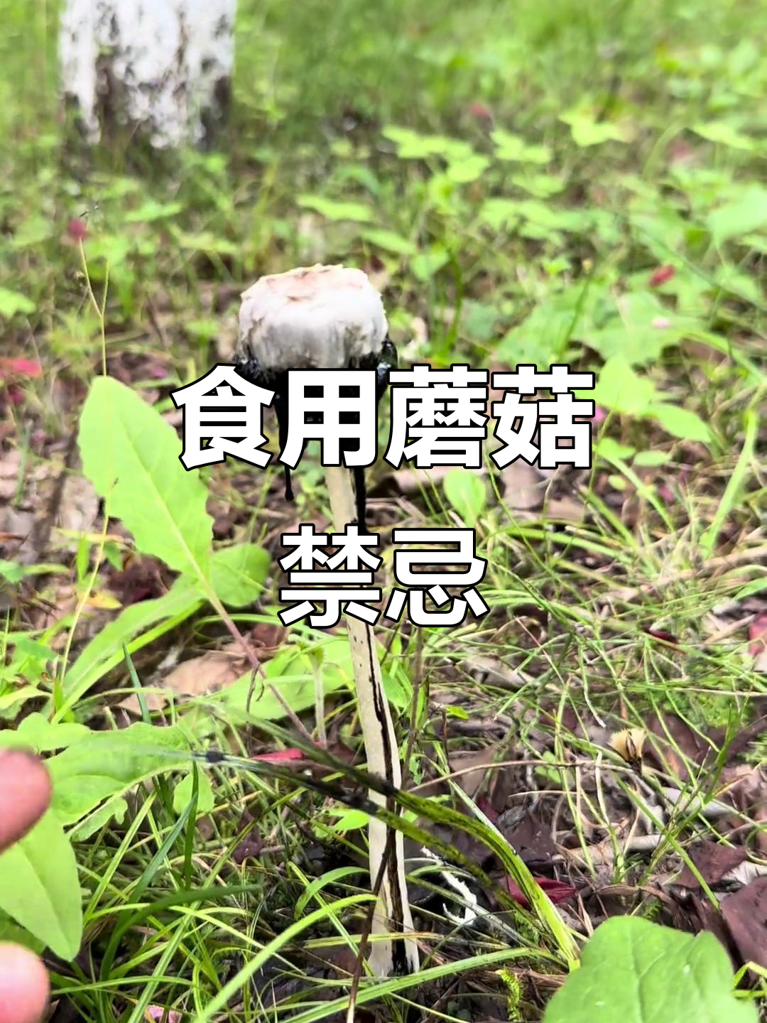 鸡腿菇嫩时可食，老后变黑不可吃，切勿与酒同食
