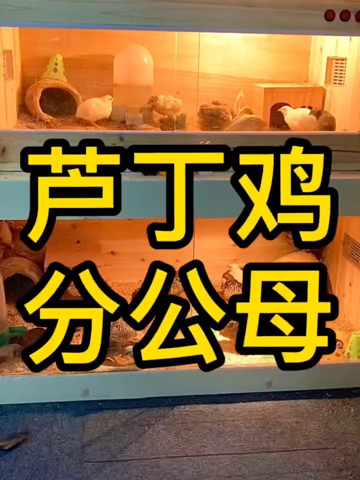 芦丁鸡如何分公母其实就这么简单