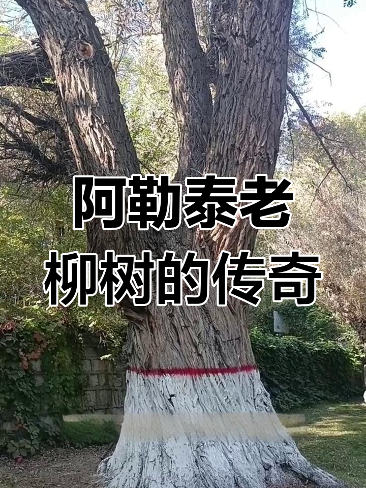 新疆阿勒泰白柳树:七十二岁依然挺拔,见证岁月变迁