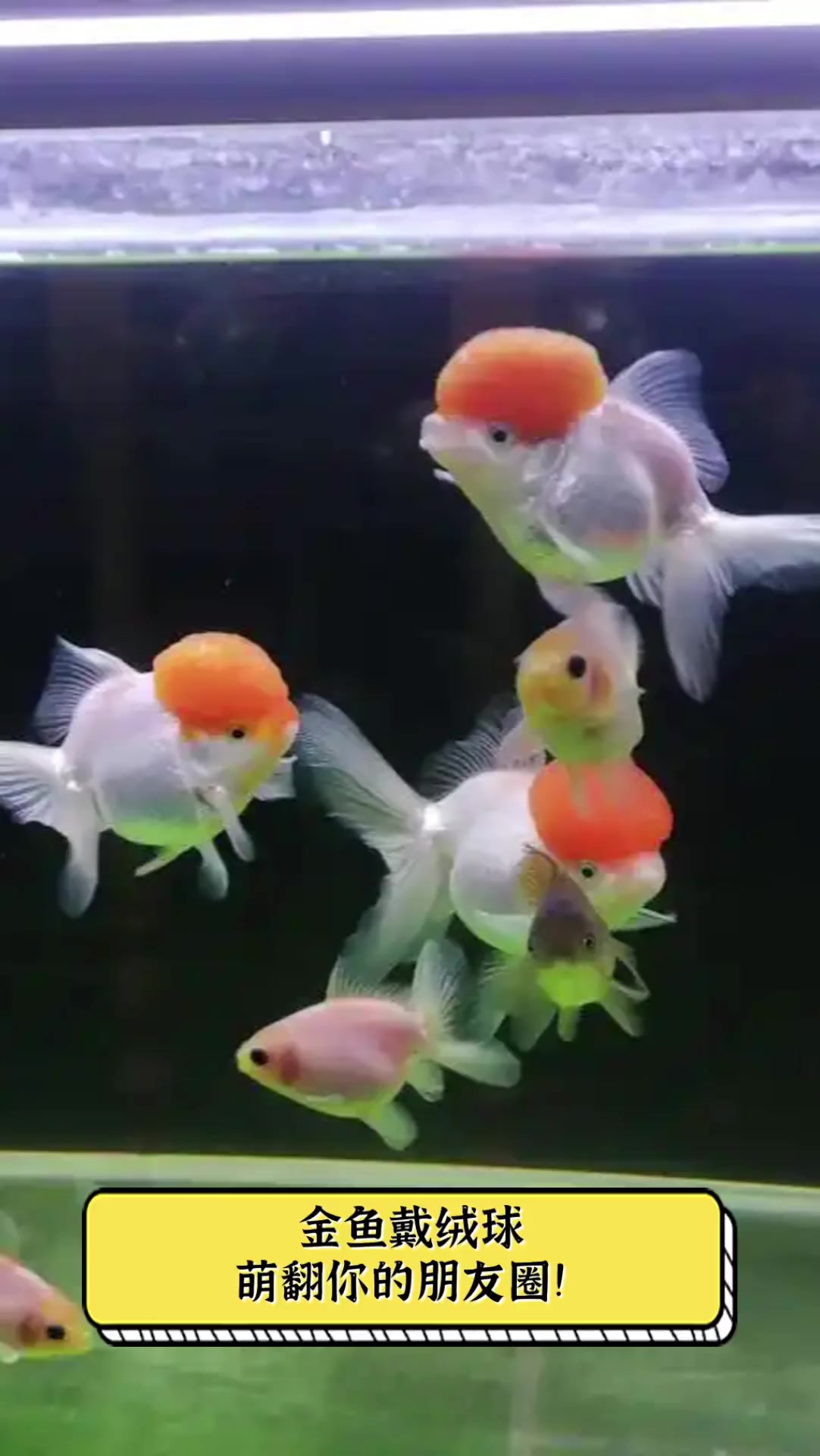 金鱼戴绒球,萌翻你的朋友圈!